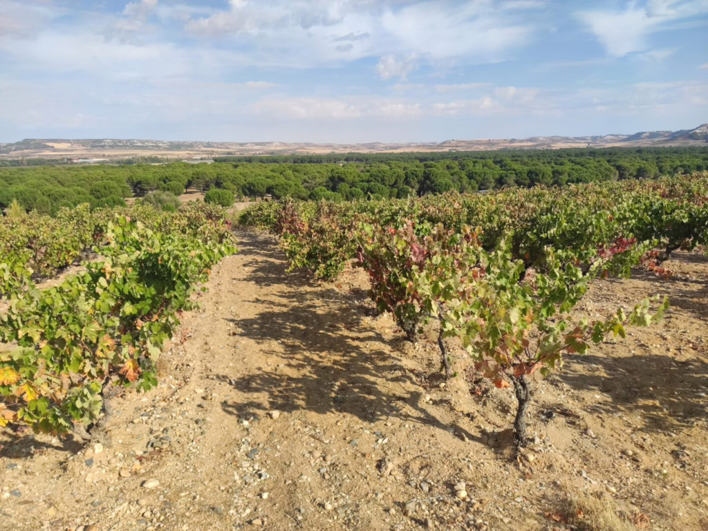 “De la vid al paladar: ¿qué experiencias esperan en la Milla de Oro?”